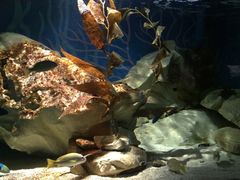 -悉尼海洋生物水族馆