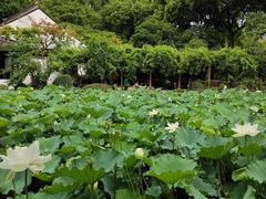 -上海醉白池公园