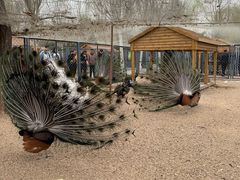 -长白岛森林公园