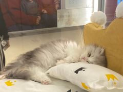 -babydoll猫舍·米努特·德文·缅因(久光中心店)