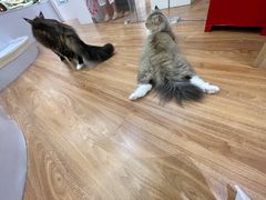 -COLOR PETS 撸猫馆·购猫·猫咖(长风大悦城店)