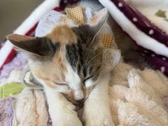 -安安宠医宠物医院·异宠·犬猫内科(岳阳分院)