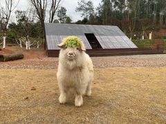 -黄龙溪欢乐田园