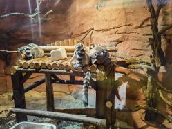 -Zoolung Zoolung动物主题公园(海信广场店)