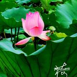 洪湖公园拍荷花之「夏雨荷」没有雨💦💦💦