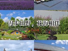 -荷兰花海