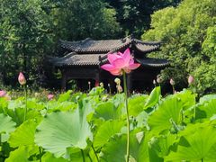 -莲湖公园