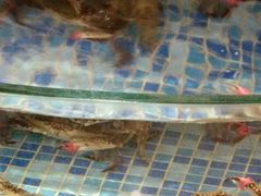 -麦斯汀烘焙坊(建昌兴隆店)