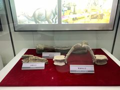-嘉荫恐龙国家地质公园
