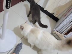 -佳怡动物医院·平价24小时·猫专科骨外科