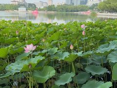 -莲花池公园