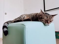 -猫在这儿猫咪咖啡馆·撸猫馆