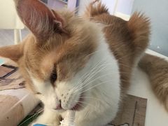 -喵的天空名猫咖啡馆·撸猫·猫舍·用品