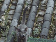 -喵屿·大理花园猫咖