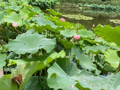 -陈家山荷花公园
