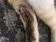 -顺强宠物诊所·狂犬免疫·夜诊·骨科(嘉定店)