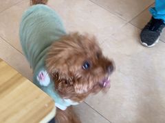 -艾贝尔宠物医院·狂犬免疫点(江山金象城店)