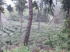 -黄陂区野村谷景区