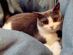 -啵啵喵·猫咖(攀华国际店)