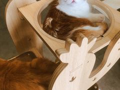 -飞行喵MR PILOT|猫舍·猫咖(静安大融城店)