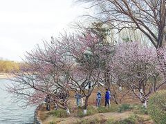 -大兴滨河森林公园