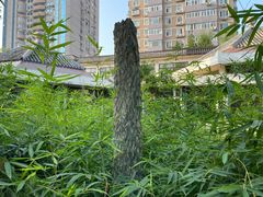 -团结湖公园