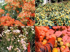 -均和墟历史街区-平和大押