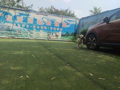 -宠物寄养训练学校