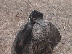 -石家庄市动物园