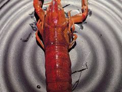 -红盔甲·小龙虾(车公庙店)