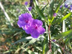 -昆山城市生态森林公园