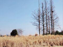 -良渚古城遗址公园