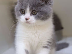 -lincat·猫舍(广州店)