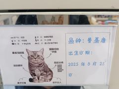 -唐小姐の私宠·宠物洗护美容·撸猫馆·购宠(周浦万达旗舰店)