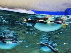 -成都浩海立方海洋公园