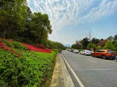 -铁山坪森林公园