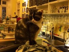-猫色咖啡·猫咖