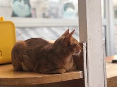 -猫小院猫主题咖啡厅(北锣店)