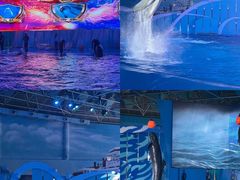 -海合安青岛极地海洋公园