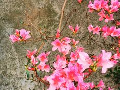 -木兰云雾山