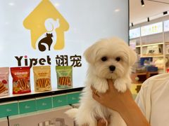 -翊宠yipet猫狗购宠庄园犬舍•猫舍