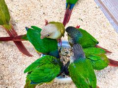 -帕帕拉兹宠物(亚洲旗舰店)