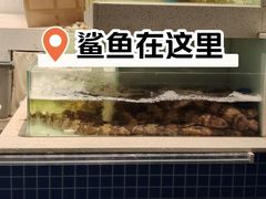 鲨鱼-至尊鲨鱼·原烹海鲜·新浙菜(拱宸桥店)