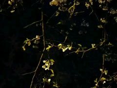 -武汉大学-樱园