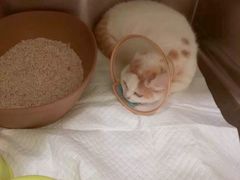 -艾吉宠物医院·疑难杂症转诊中心·猫友好(碧江路院)