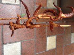 iphone_upload_pic-真味老火锅