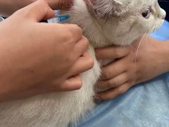 -四月宠物医院·猫专科·心脏专科·内科(转塘店)