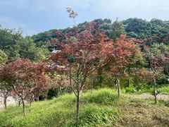 -广州市帽峰山景区