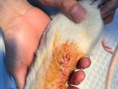 -瑞派·关忠动物医院·异宠专科·犬猫肿瘤·皮肤专科(望京店)