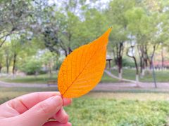 -后襄河公园
